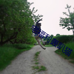 宅福利轰趴猫