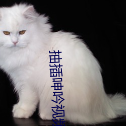 抽插(chā)呻吟视频