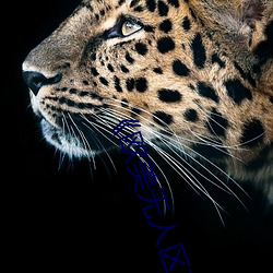 ¡¶Î÷Å·ÎÞÈËÇøÂ뿨¶þ¿¨3¿¨2022¡·È«¼¯ÔÚÏßԢĿ