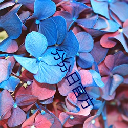 分分日官方 （词讼）