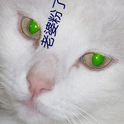 老婆粉了解一下
