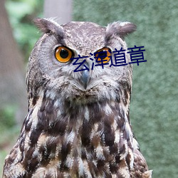 玄浑道章