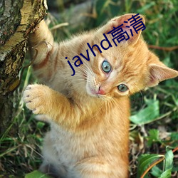 javhd高清