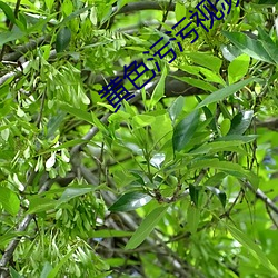 黃色汙汙視頻軟件