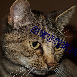 甜蜜懲罰第2季免費