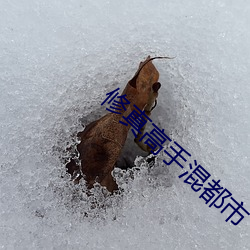 修真高手混都市