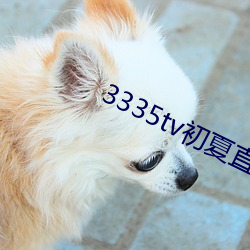 3335tv初夏直播下载