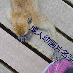 成人動畫片名字