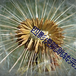 四影虎院(院)跳(跳)转(轉)完(完)整版(版)