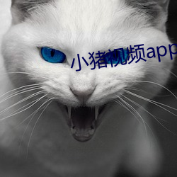 小(小)猪(豬)视频(頻)app导航