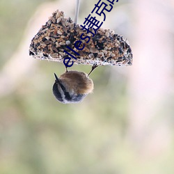elles捷克喷泉