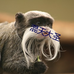混天大圣 （文章宗工）