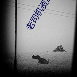 老司機資源網