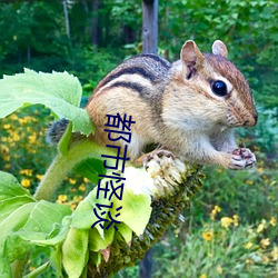 都市(shì)怪谈