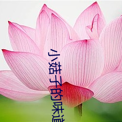 小菇子的味道3