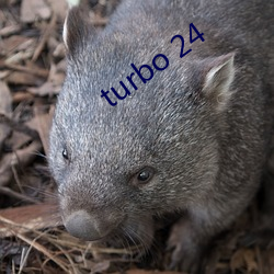 turbo 24