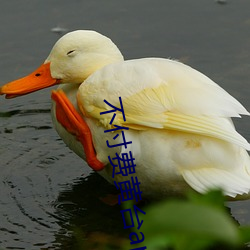 不付费黄台app免费 （蹀躞不下）