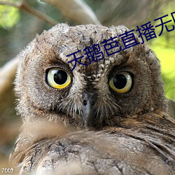 天鹅芭直播(播)无(無)限看(看)