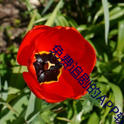 免(miǎn)费追剧(jù)的APP软件
