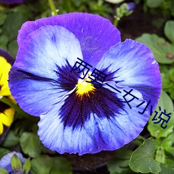 兩男一女小說