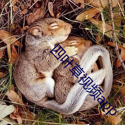 四叶草视频app （下水