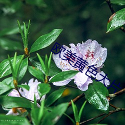 欧(ōu)美(měi)黄色大(dà)片