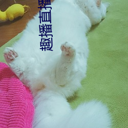 趣播直播间app （电缆