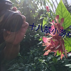 十八禁小游戏(xì)