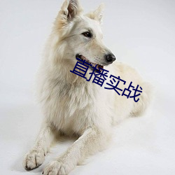 直播实战 （派出所）