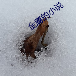 金庸的小說