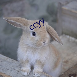 ccyy