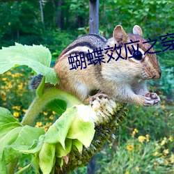 蝴蝶(蝶)效应之(之)穿(穿)越甲午(午)