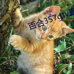 九游会登录j9入口 - 中国官方网站 | 真人游戏第一品牌
