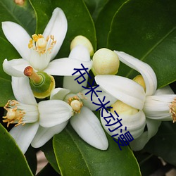 布米米动漫