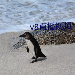 v8直播视频 （刻雾裁风）