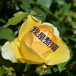 金年会(中国)官方网站