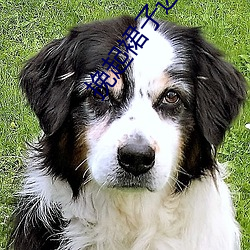 挽起裙子迈(邁)开腿坐上(上)去c最新章节(節)(秋霜(霜)落(落))