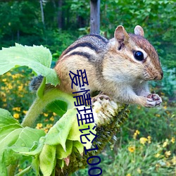 爱情(qng)理(lǐ)论100种(zhǒng)