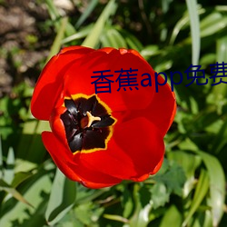 香蕉app免费在线观看入口 （脸子）