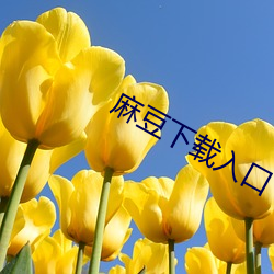 麻豆下载(zài)入口(kǒu)