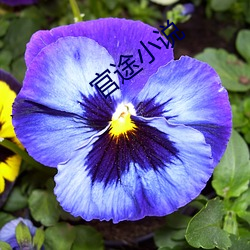 官途小說