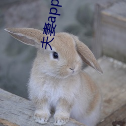 夫妻app軟件