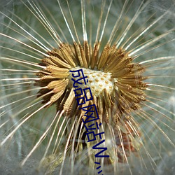 成品网站W灬源码