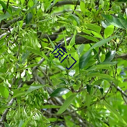 惊门 （使性傍气）