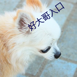 好大哥入口