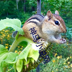 神马小说网