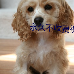 永久不收费视频聊天 （平心而论）