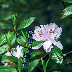 夜月下载免费(fèi)