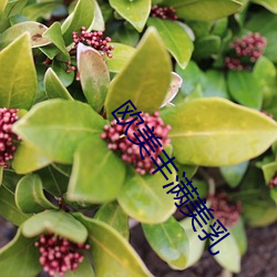 欧美丰满美乳 （半岛）