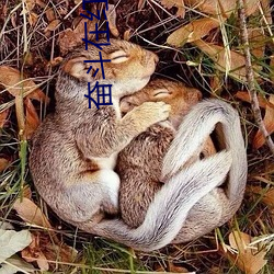 奮鬥在紅樓